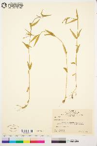 Epilobium palustre image