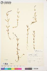 Epilobium palustre image