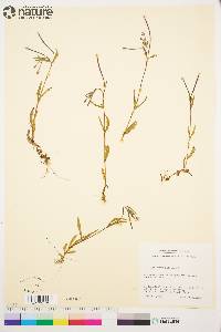 Epilobium palustre image