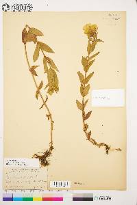 Epilobium luteum image