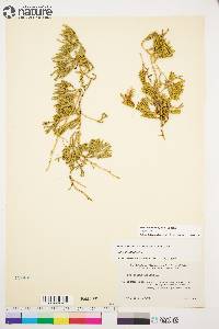 Lycopodium alpinum image