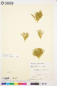 Lycopodium alpinum image