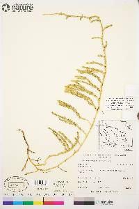 Spinulum annotinum subsp. alpestre image