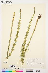 Equisetum fluviatile image