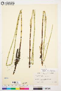 Equisetum fluviatile image