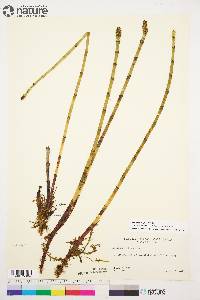 Equisetum fluviatile image