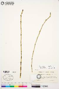 Equisetum fluviatile image