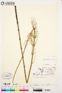 Equisetum fluviatile image