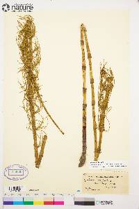 Equisetum fluviatile image