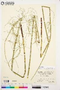 Equisetum fluviatile image