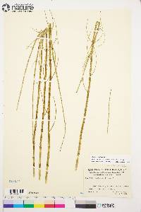 Equisetum fluviatile image