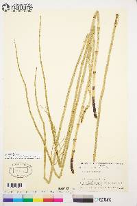 Equisetum fluviatile image