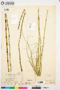 Equisetum fluviatile image