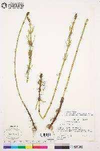 Equisetum fluviatile image