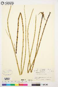 Equisetum fluviatile image