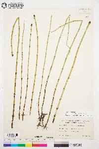 Equisetum fluviatile image