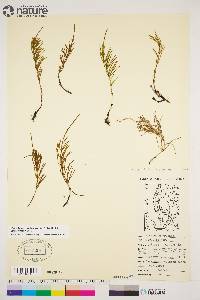 Equisetum arvense subsp. arvense image