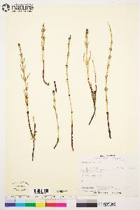 Equisetum palustre image