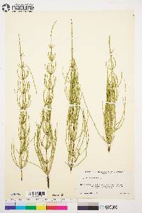 Equisetum palustre image