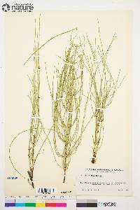 Equisetum palustre image