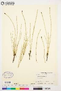 Equisetum palustre image