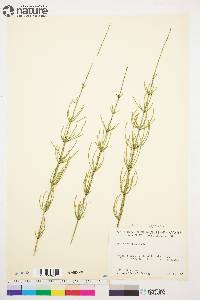 Equisetum palustre image