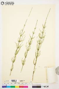 Equisetum palustre image