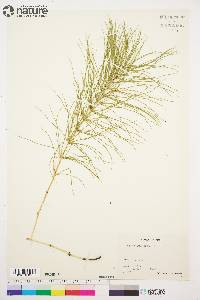 Equisetum pratense image