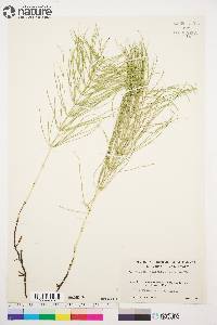 Equisetum pratense image