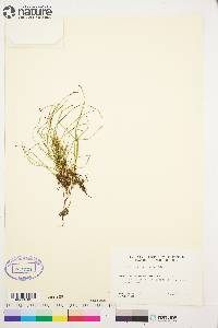 Equisetum scirpoides image