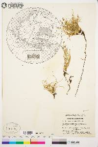 Equisetum scirpoides image