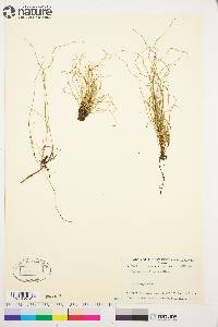 Equisetum scirpoides image