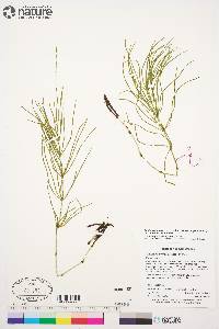 Equisetum arvense subsp. arvense image