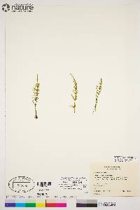 Equisetum arvense subsp. arvense image