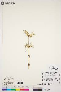 Equisetum sylvaticum image