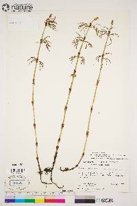 Equisetum sylvaticum image