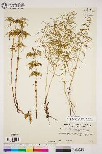 Equisetum sylvaticum image