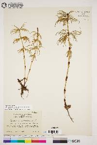 Equisetum sylvaticum image