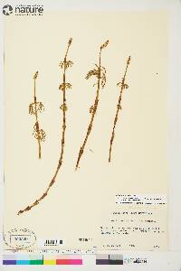 Equisetum sylvaticum image