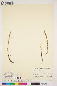 Equisetum sylvaticum image