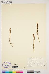 Equisetum sylvaticum image