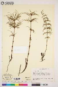 Equisetum sylvaticum image