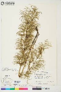 Equisetum sylvaticum image