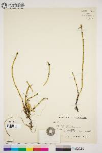 Equisetum variegatum subsp. alaskanum image