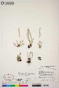 Woodsia glabella image