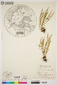 Woodsia glabella image