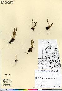 Woodsia glabella image