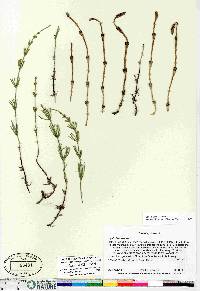 Equisetum arvense subsp. arvense image