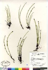 Equisetum palustre image