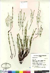 Equisetum palustre image